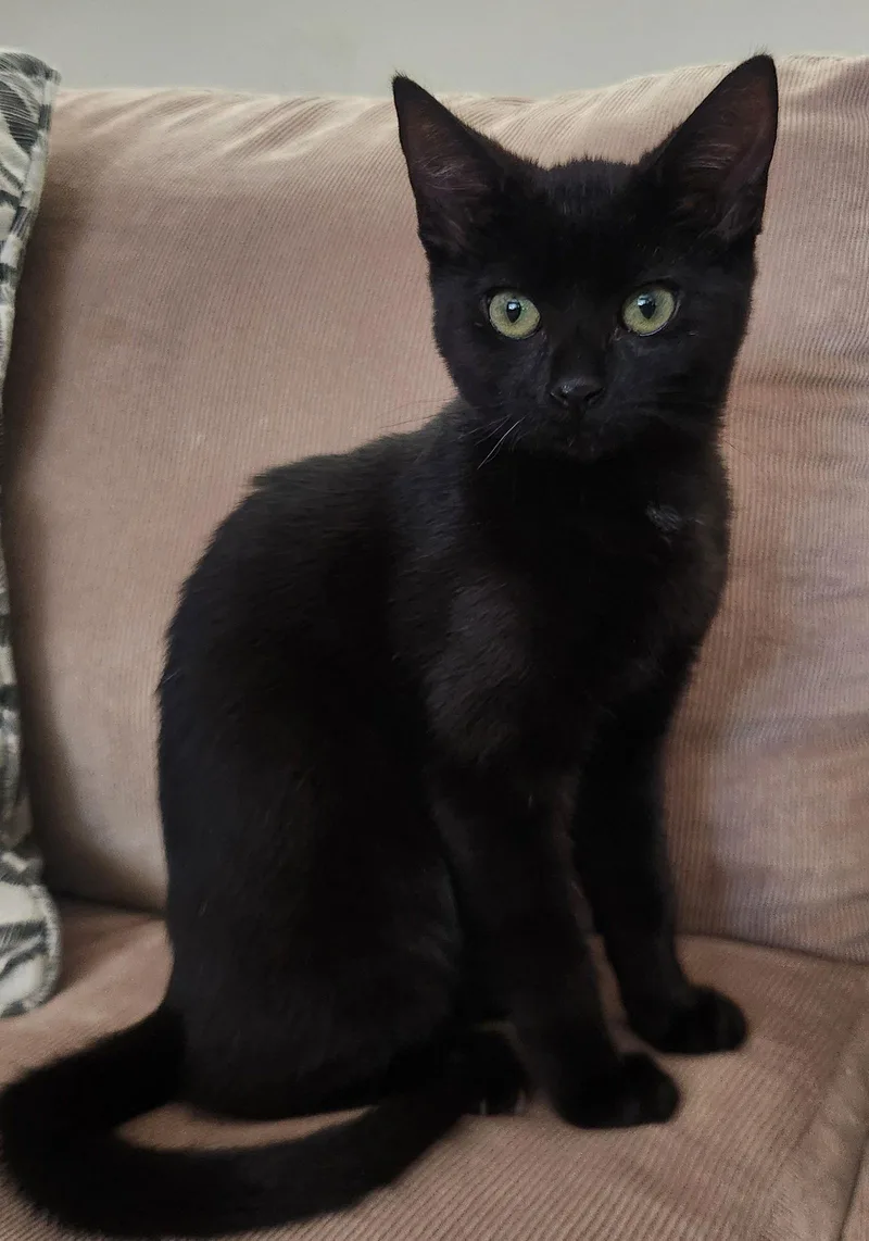 Plant: Mint thumbnail 3