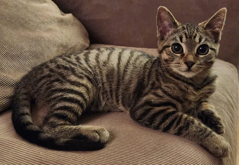 Plant: Rosey thumbnail 2