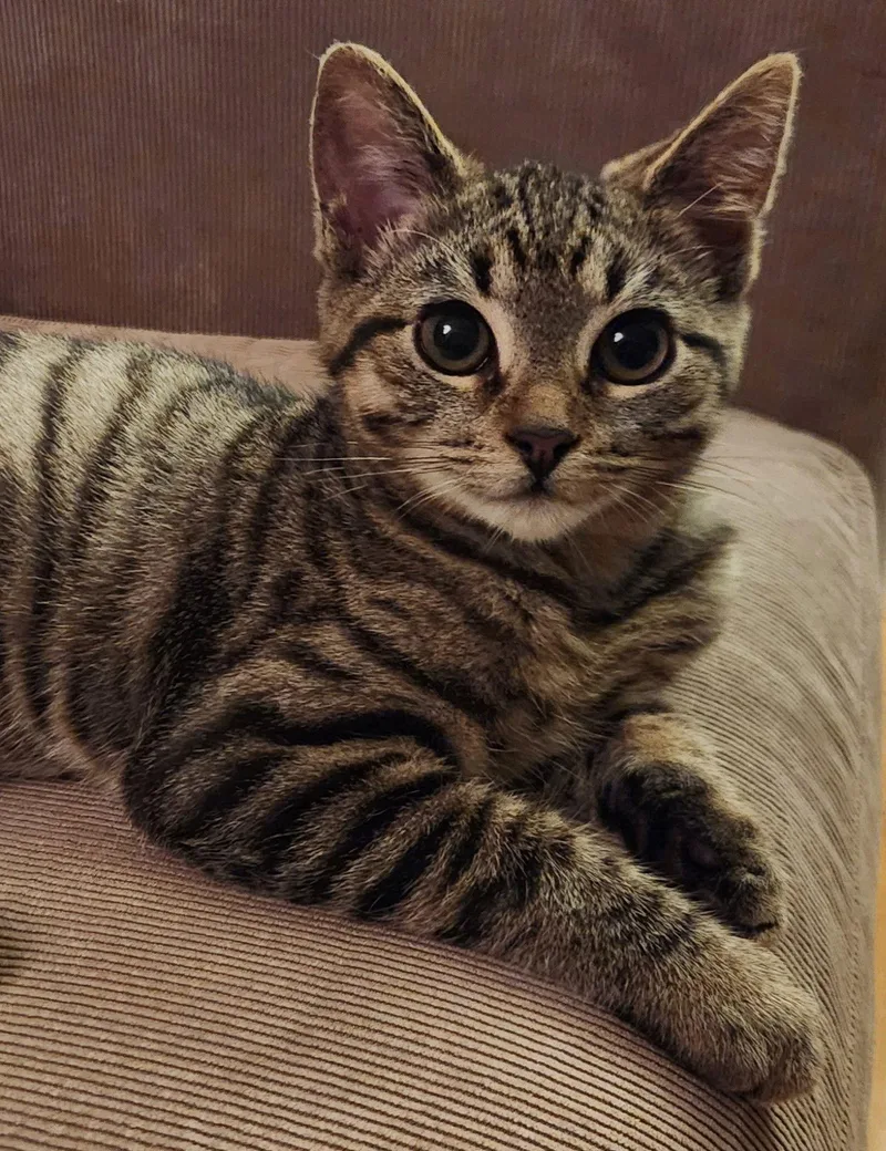 Plant: Rosey thumbnail 3