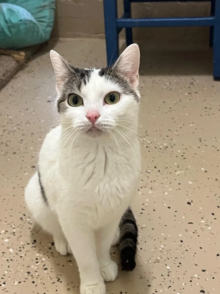 Precious thumbnail 3