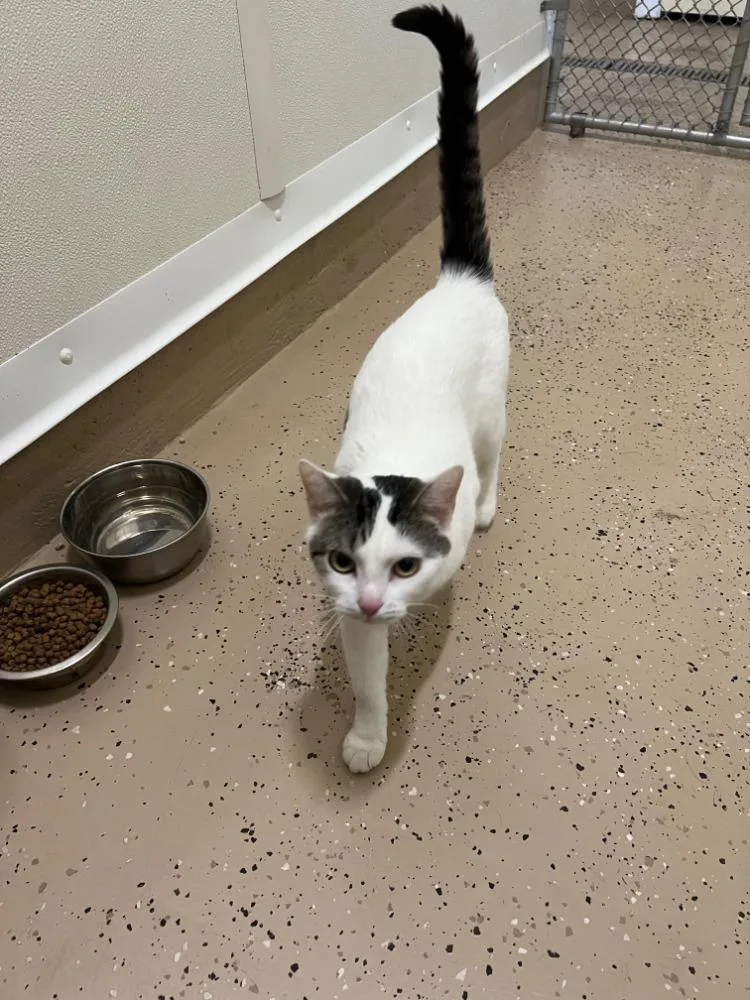 Precious thumbnail 4