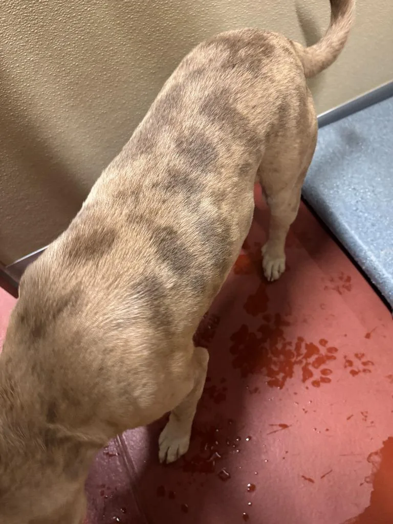 Cornbread thumbnail 2