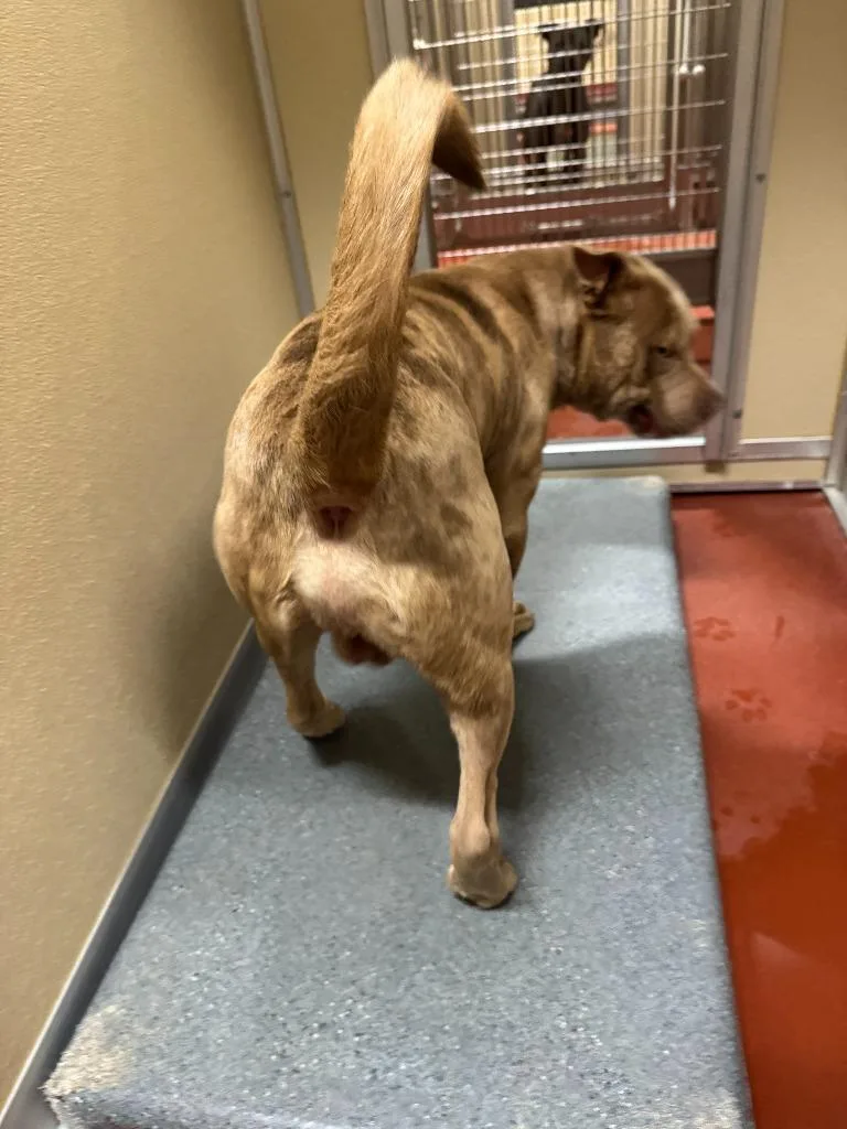 Cornbread thumbnail 3