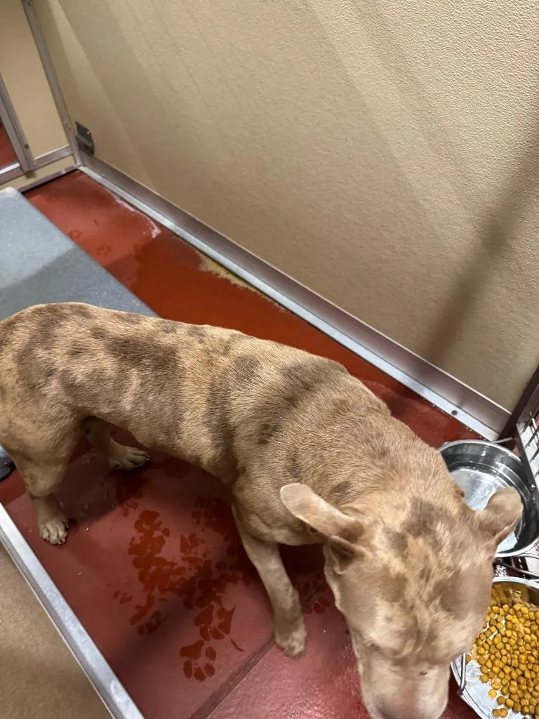 Cornbread thumbnail 4