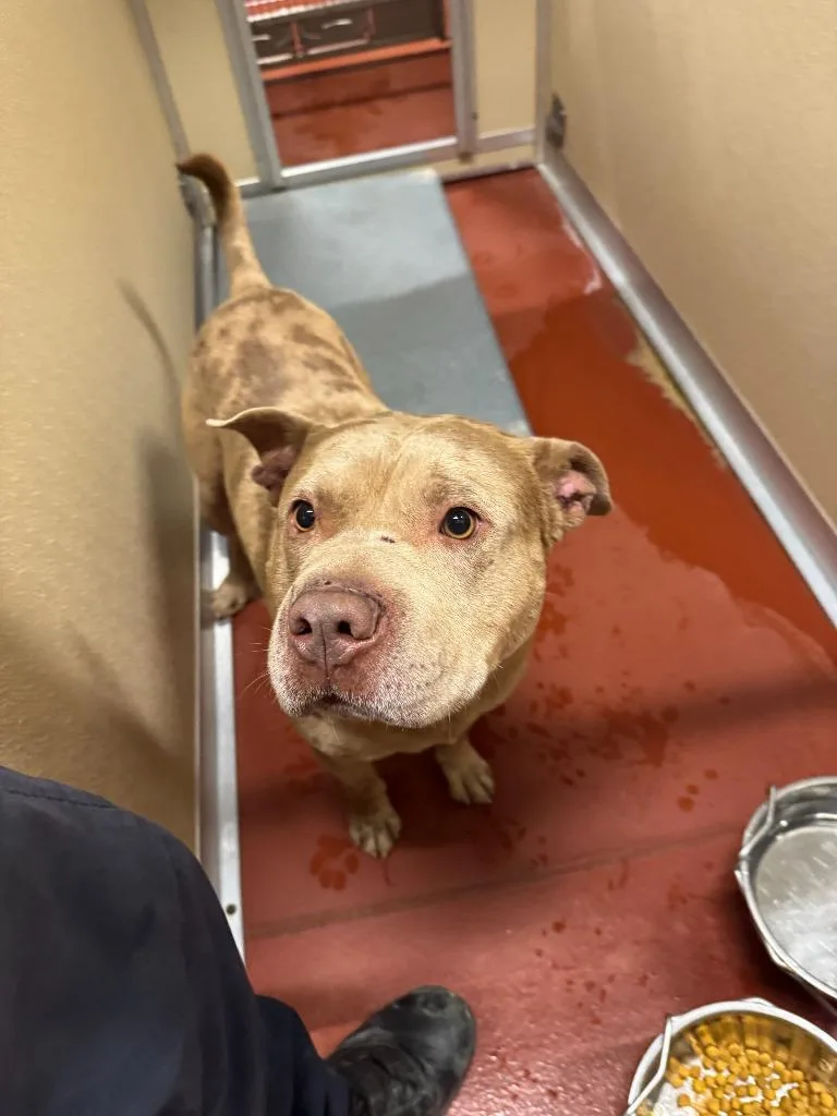 Cornbread thumbnail 5