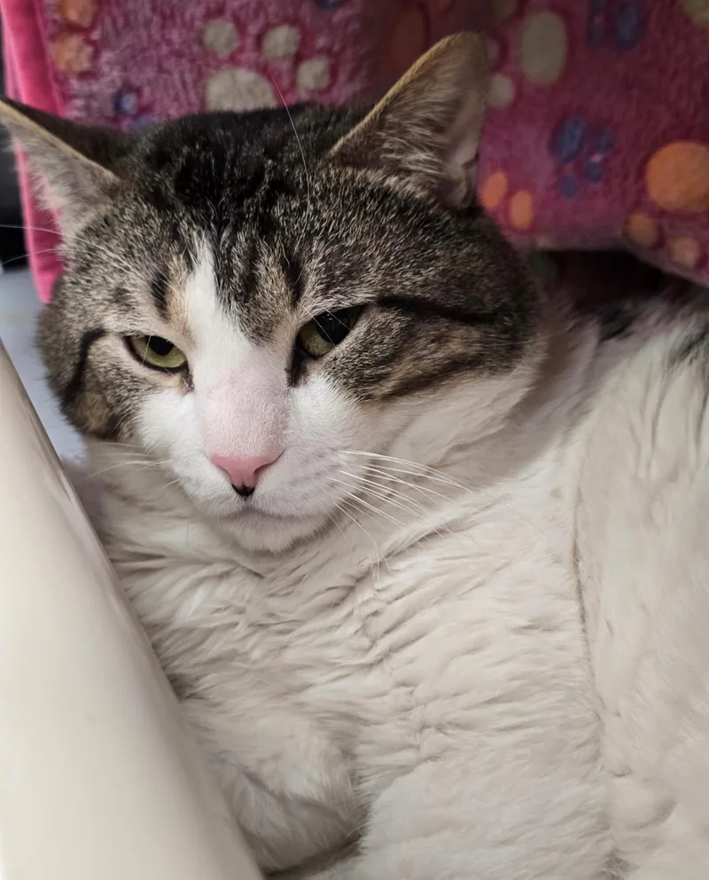 An adult medium-sized male Tabby (Brown / Chocolate) Domestic Short Hair cat named Fry for adoption in Edison, NJ