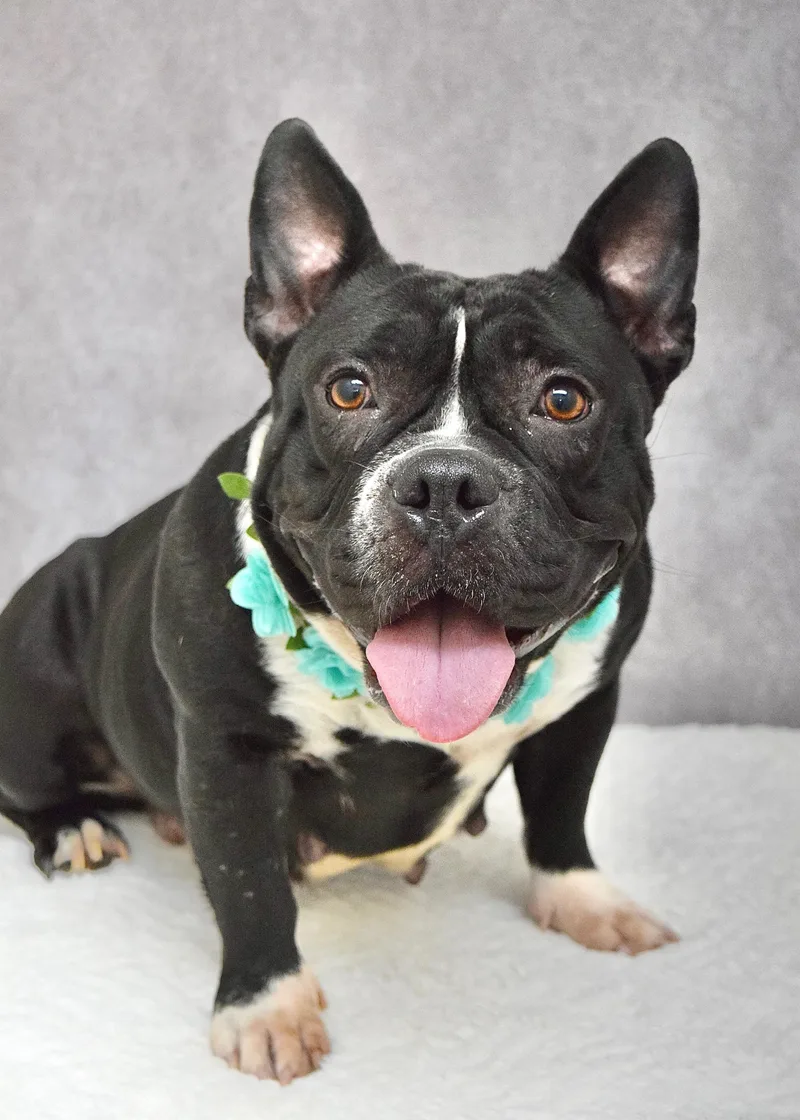 Brooklyn thumbnail 3