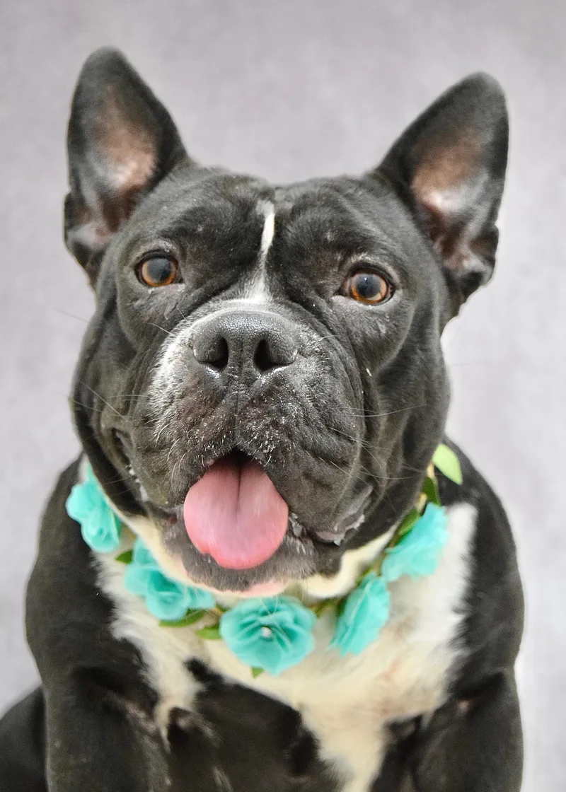 Brooklyn thumbnail 4