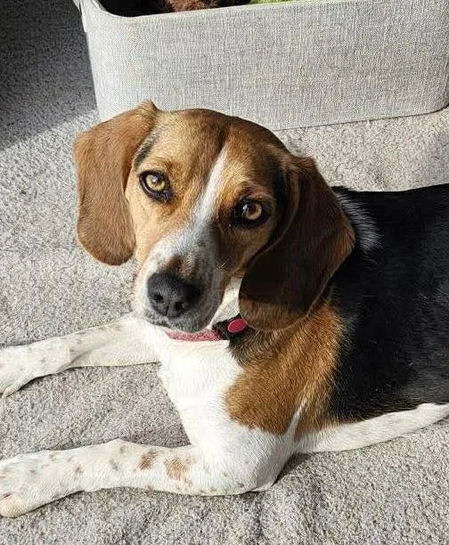 Lucy Fka Crystal thumbnail 2