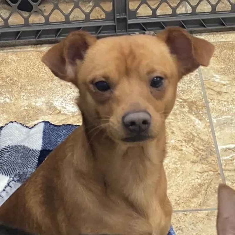 The “nkotb” Puppies