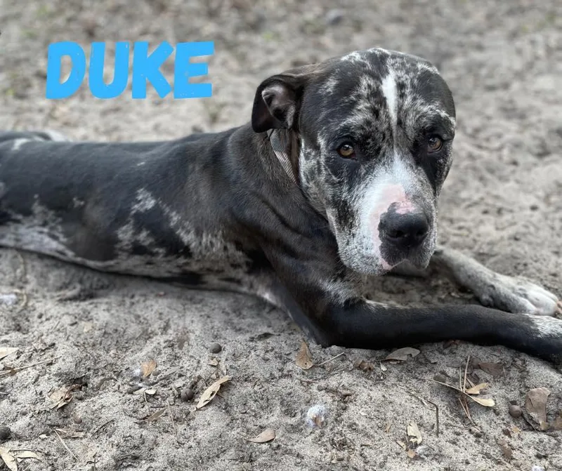 Duke