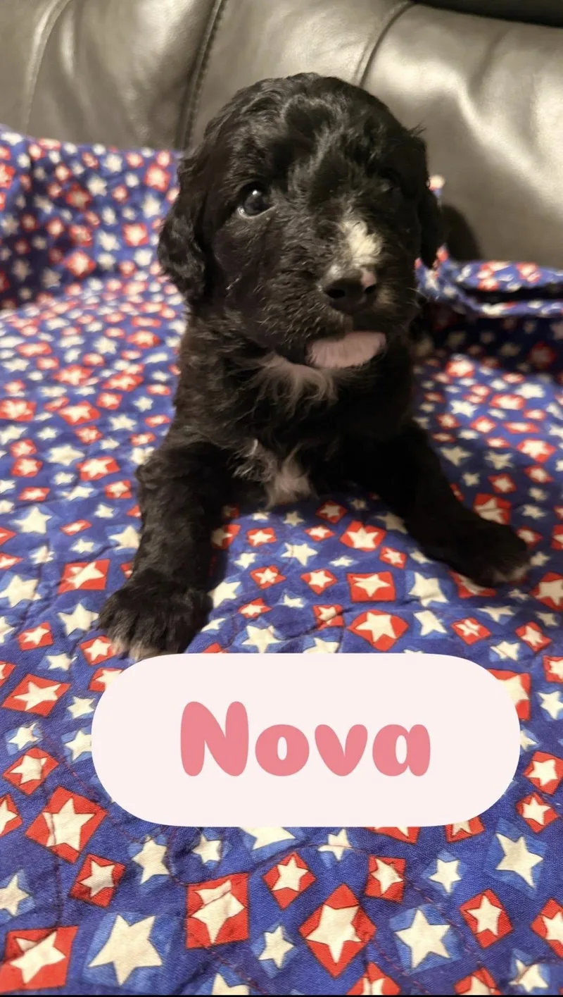 Nova