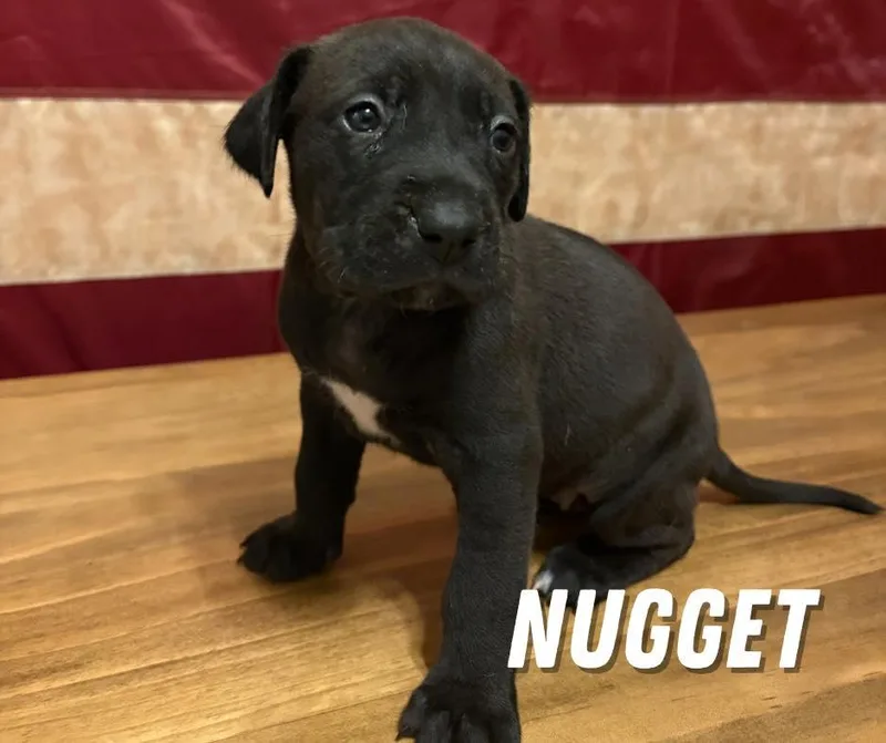 Nugget