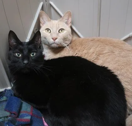 Blueberry thumbnail 2