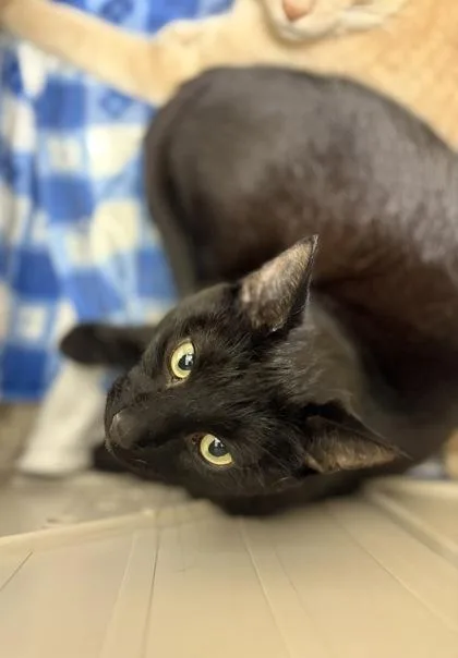 Blueberry thumbnail 3