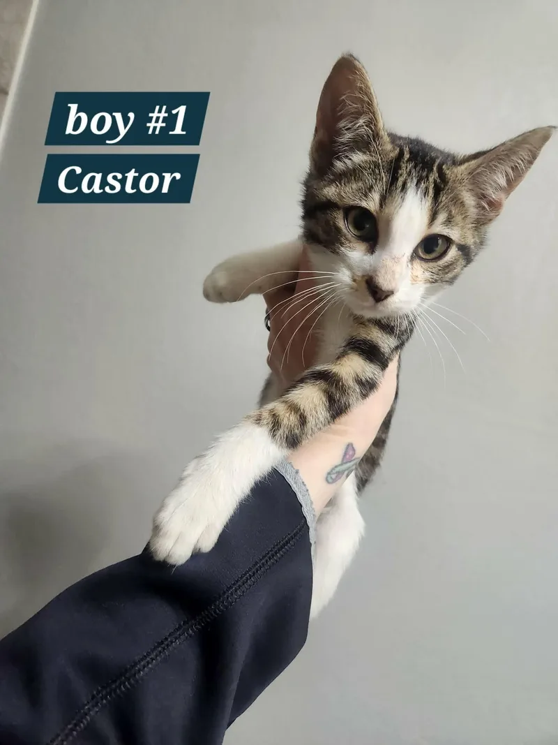 Castor