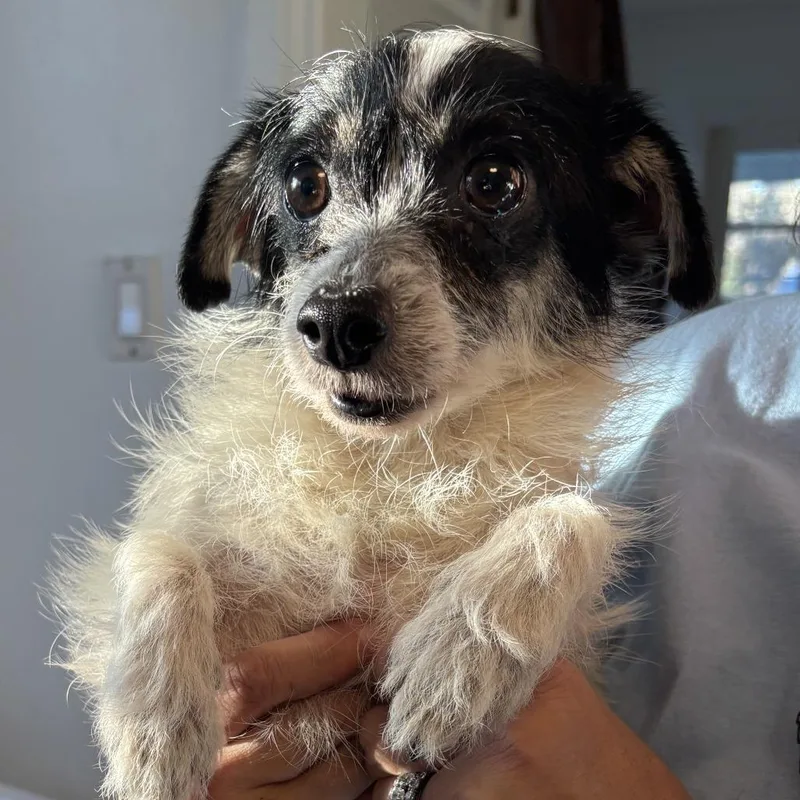 Cherry Pie thumbnail 2