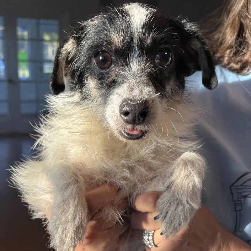 Cherry Pie thumbnail 3