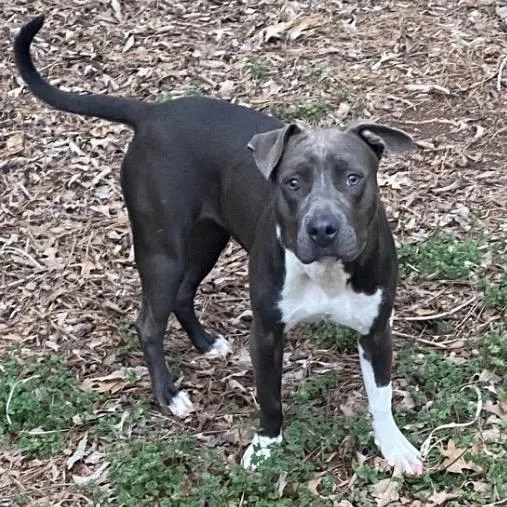 Pitty Patty thumbnail 2