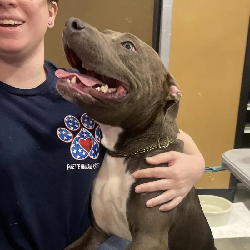 Pitty Patty thumbnail 3