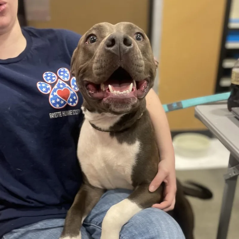 Pitty Patty thumbnail 4