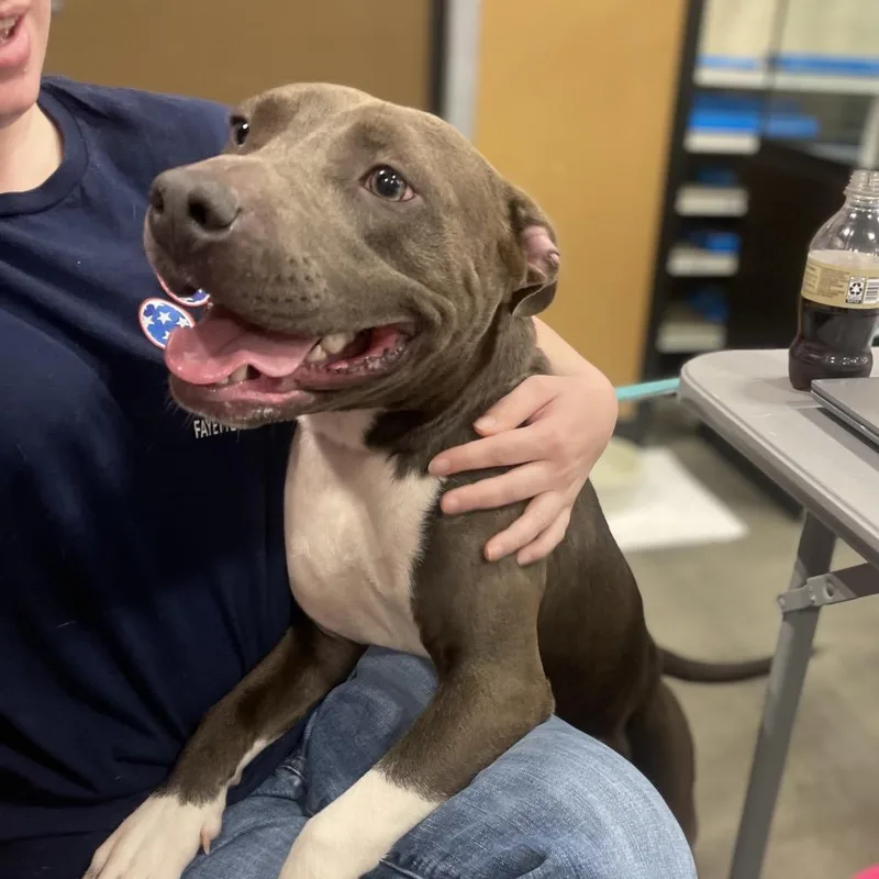 Pitty Patty thumbnail 5