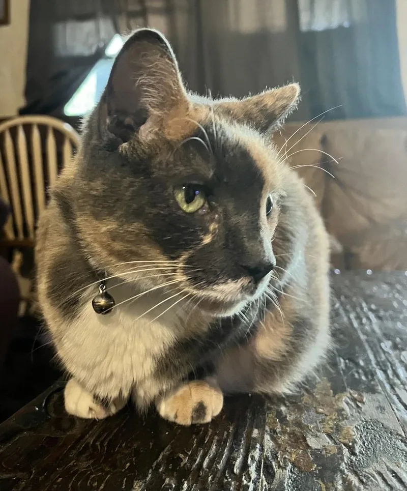 Two Face thumbnail 2