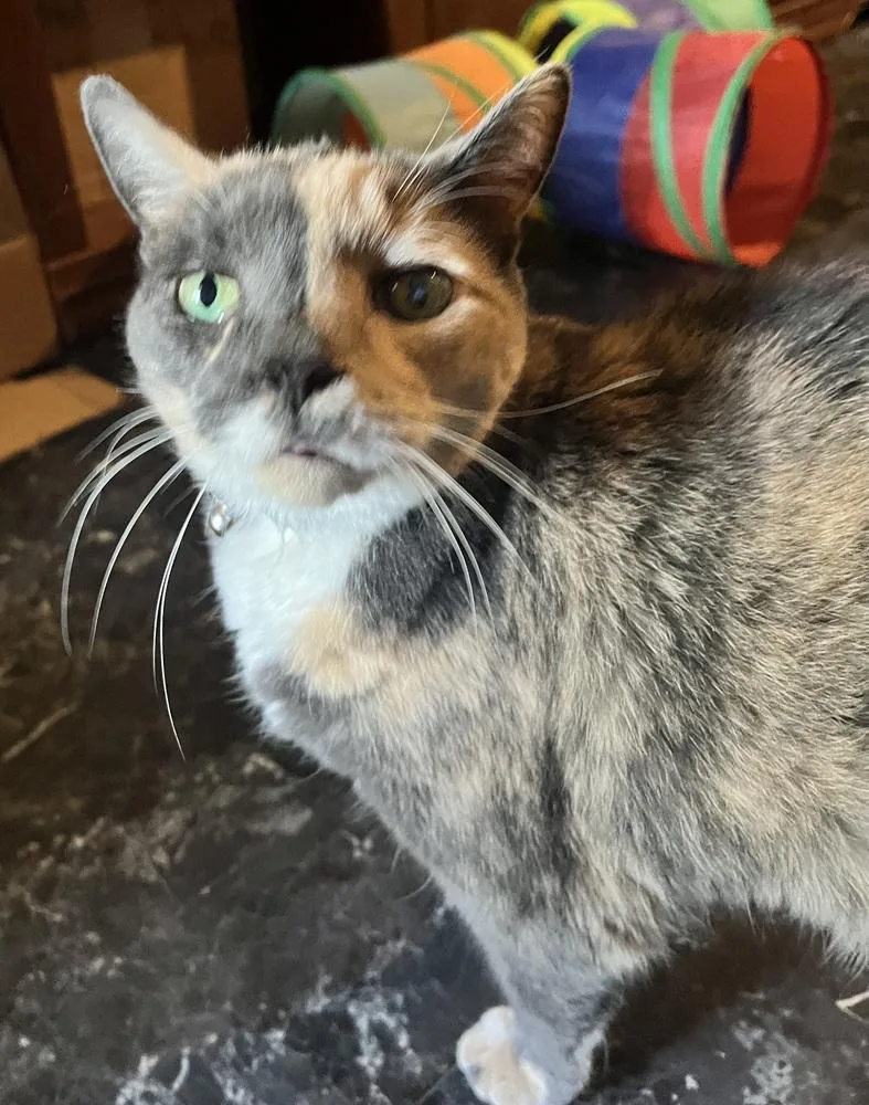 Two Face thumbnail 3