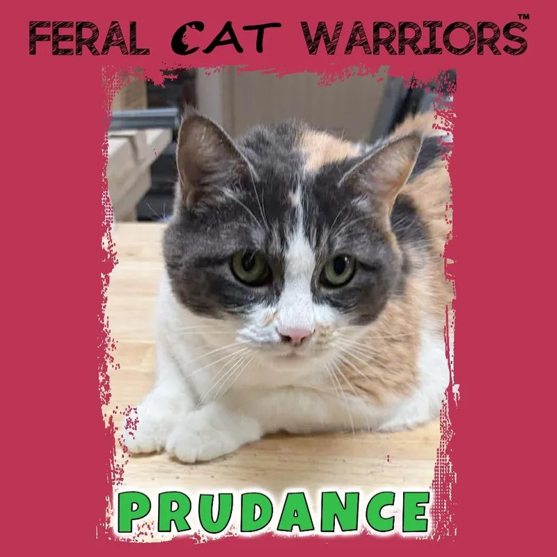 Prudance thumbnail 2