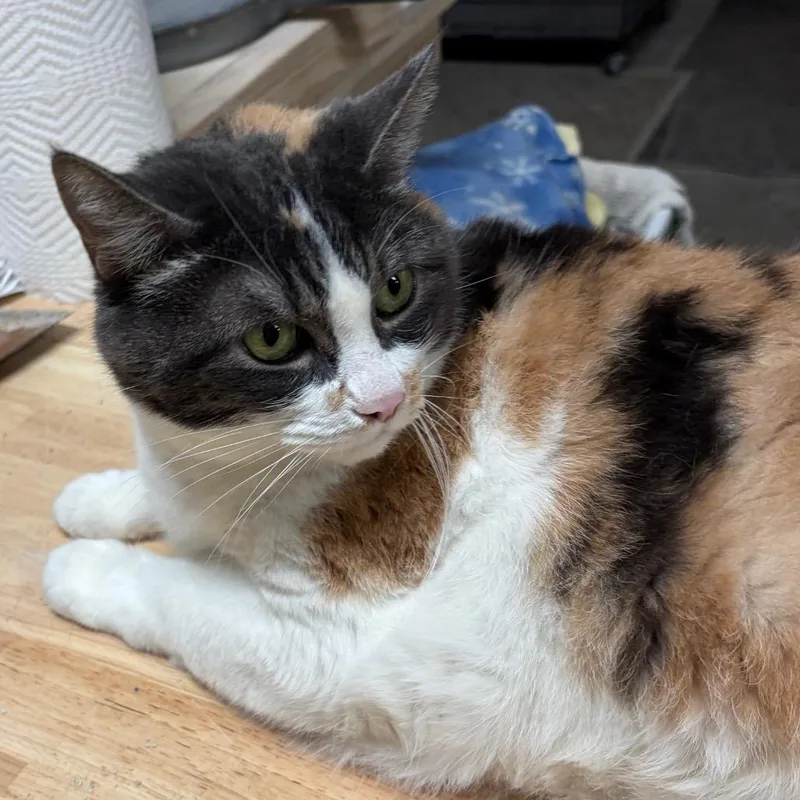 Prudance thumbnail 3