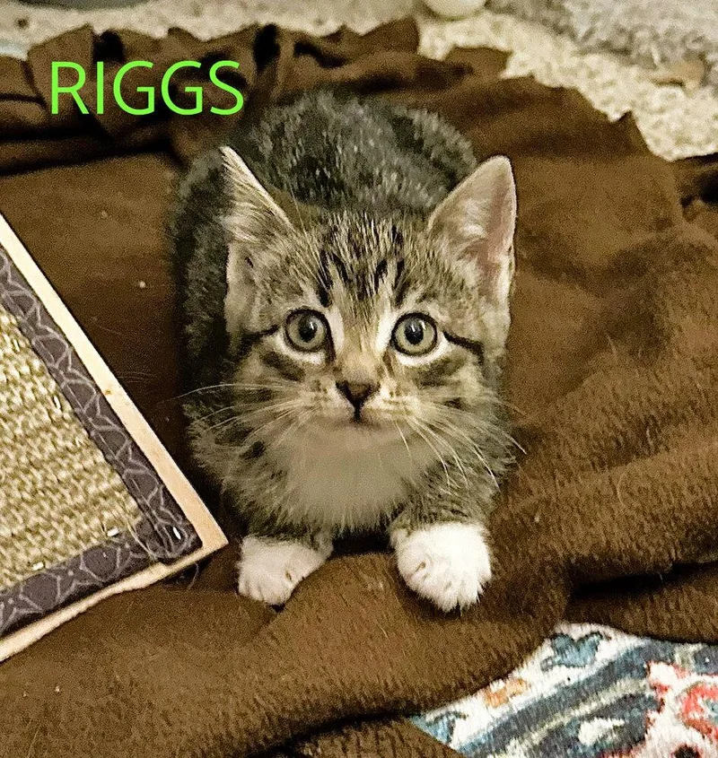 Riggs
