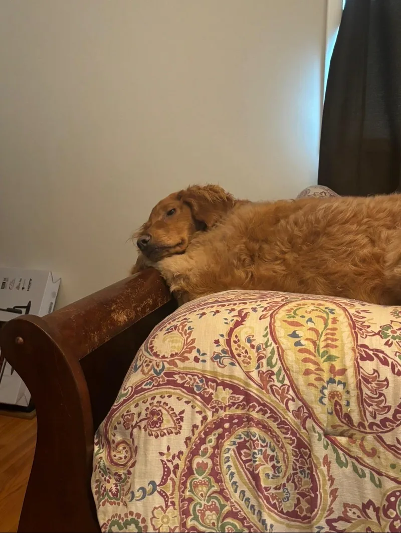 Clarabelle thumbnail 2