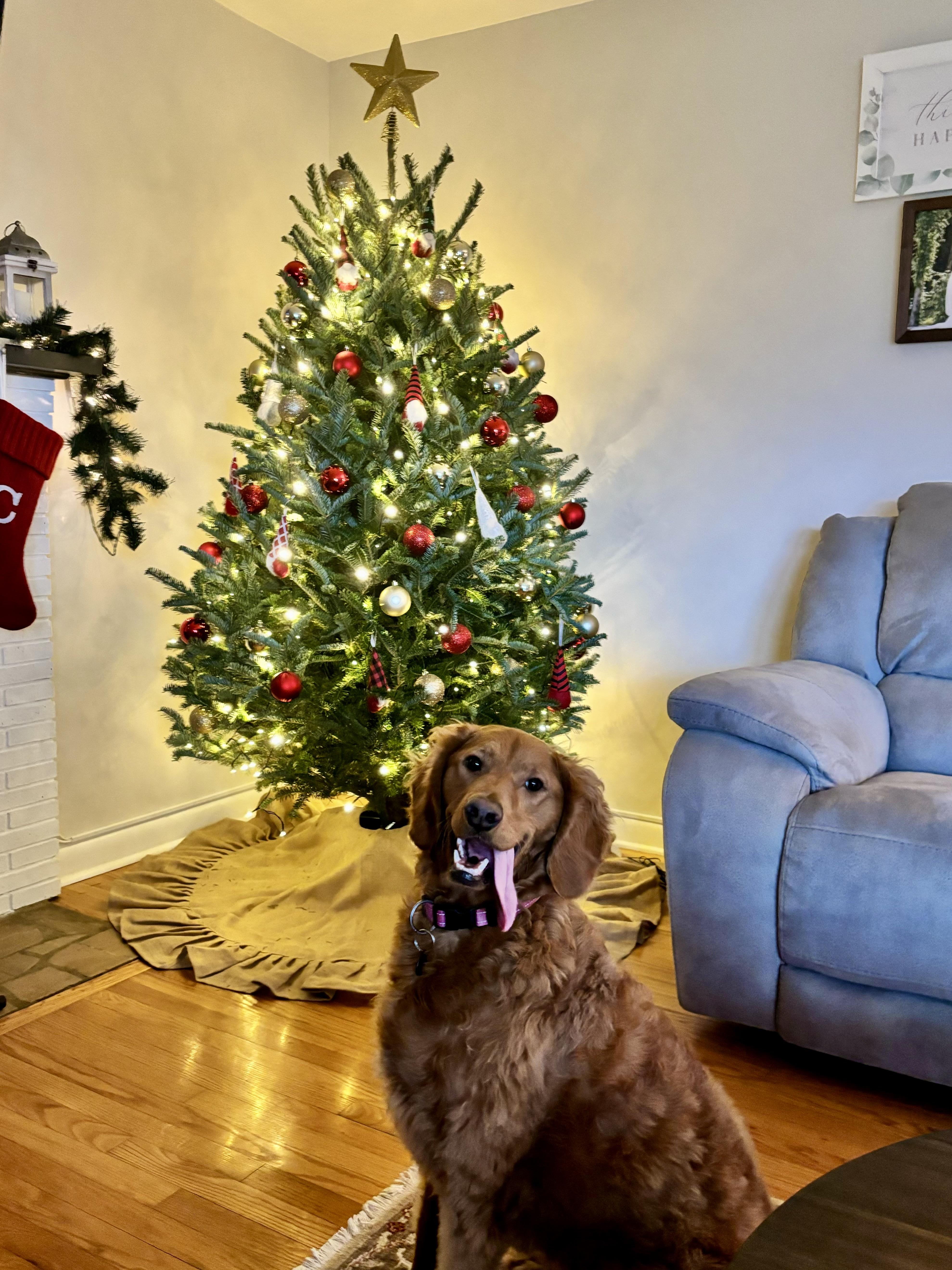 Clarabelle thumbnail 3