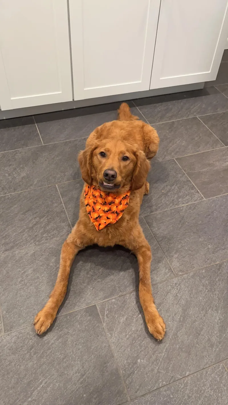 Clarabelle thumbnail 5