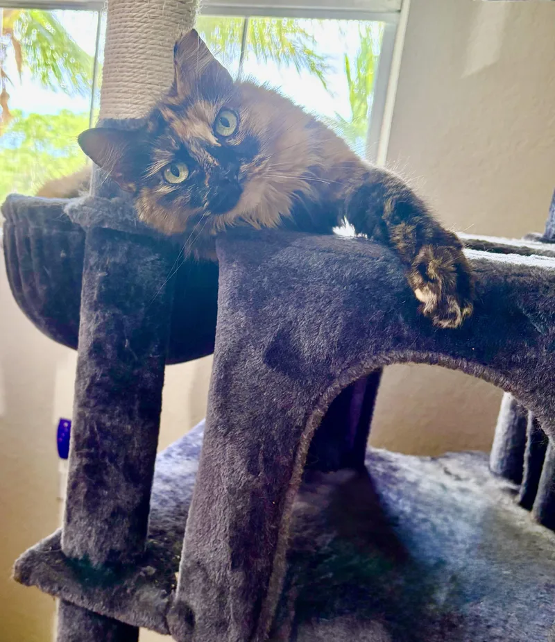 Fluffernutter thumbnail 2