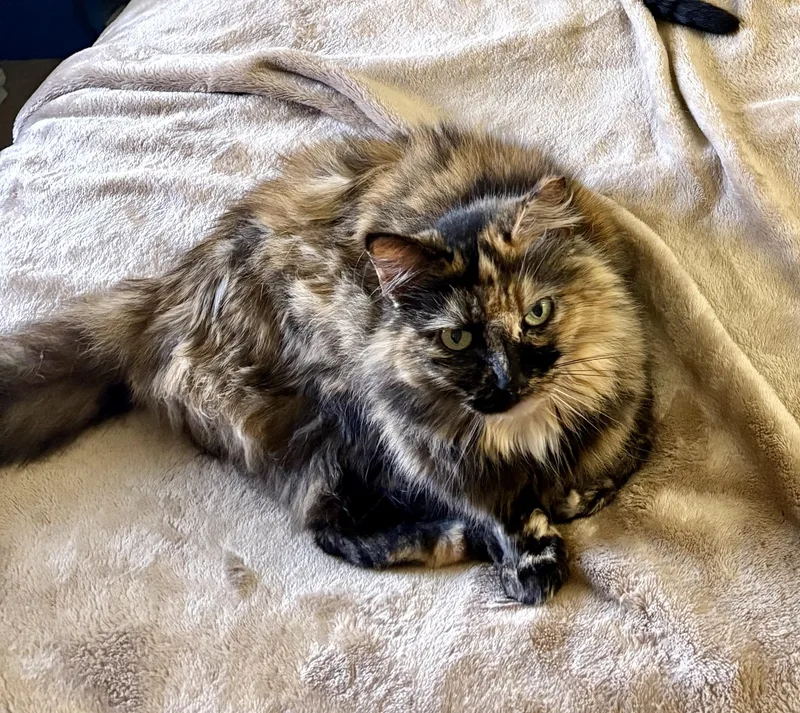 Fluffernutter thumbnail 3