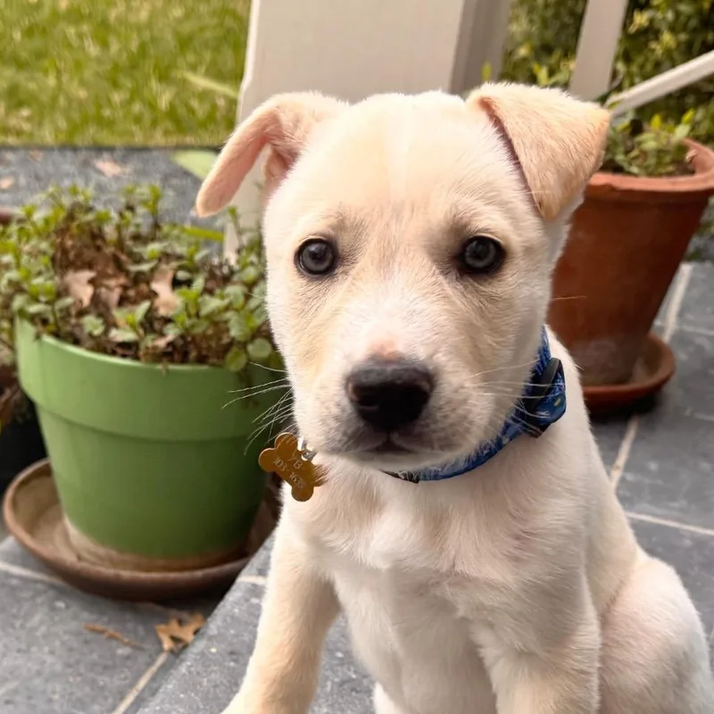 Buttercup thumbnail 2