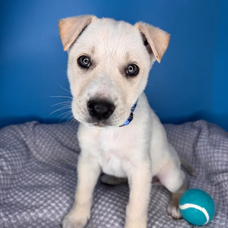 Buttercup thumbnail 4