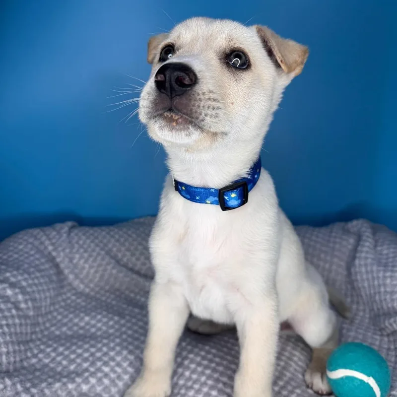 Buttercup thumbnail 5