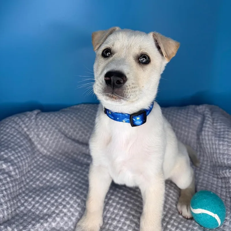 Buttercup thumbnail 6