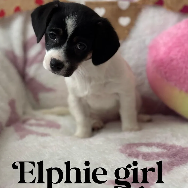 Ellieelphie thumbnail 2