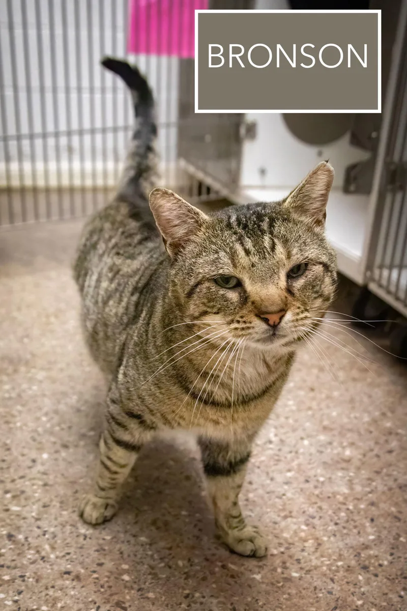 Bronson