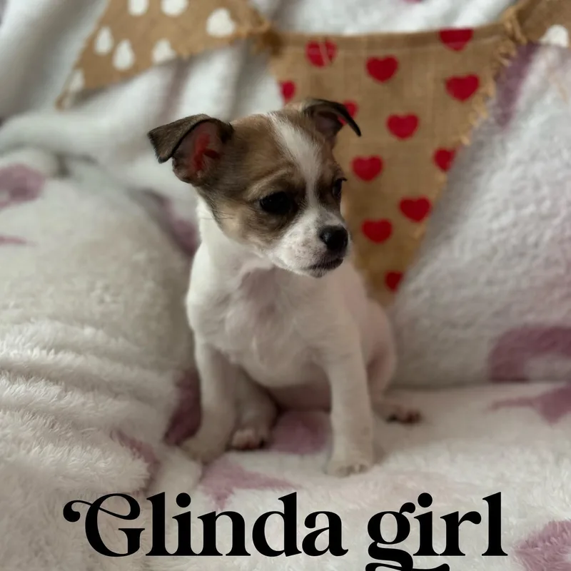 Glinda Girl thumbnail 2