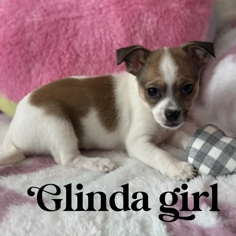 Glinda Girl thumbnail 3