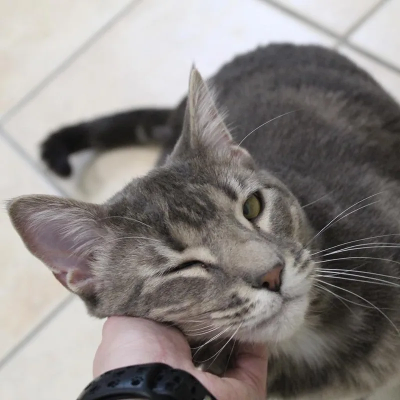 Sir Edmund thumbnail 3