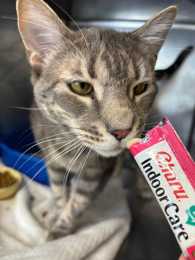 Sir Edmund thumbnail 4