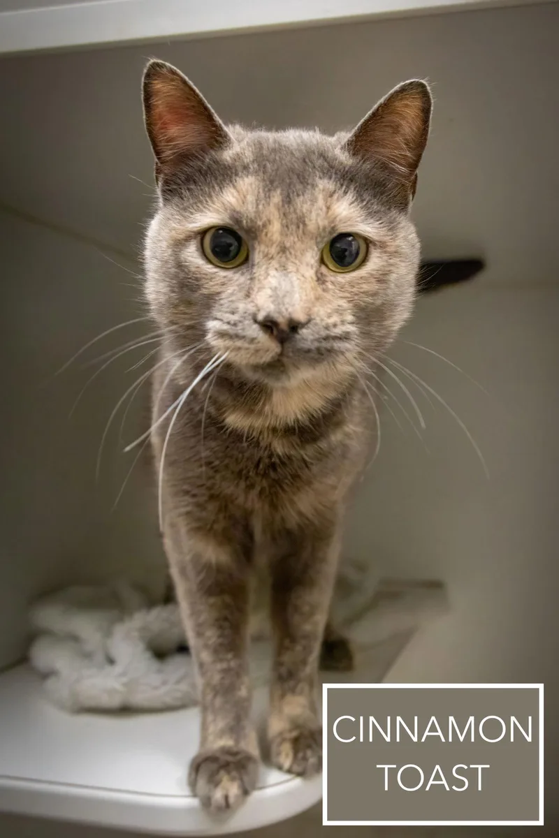 Cinnamon Toastc thumbnail 2