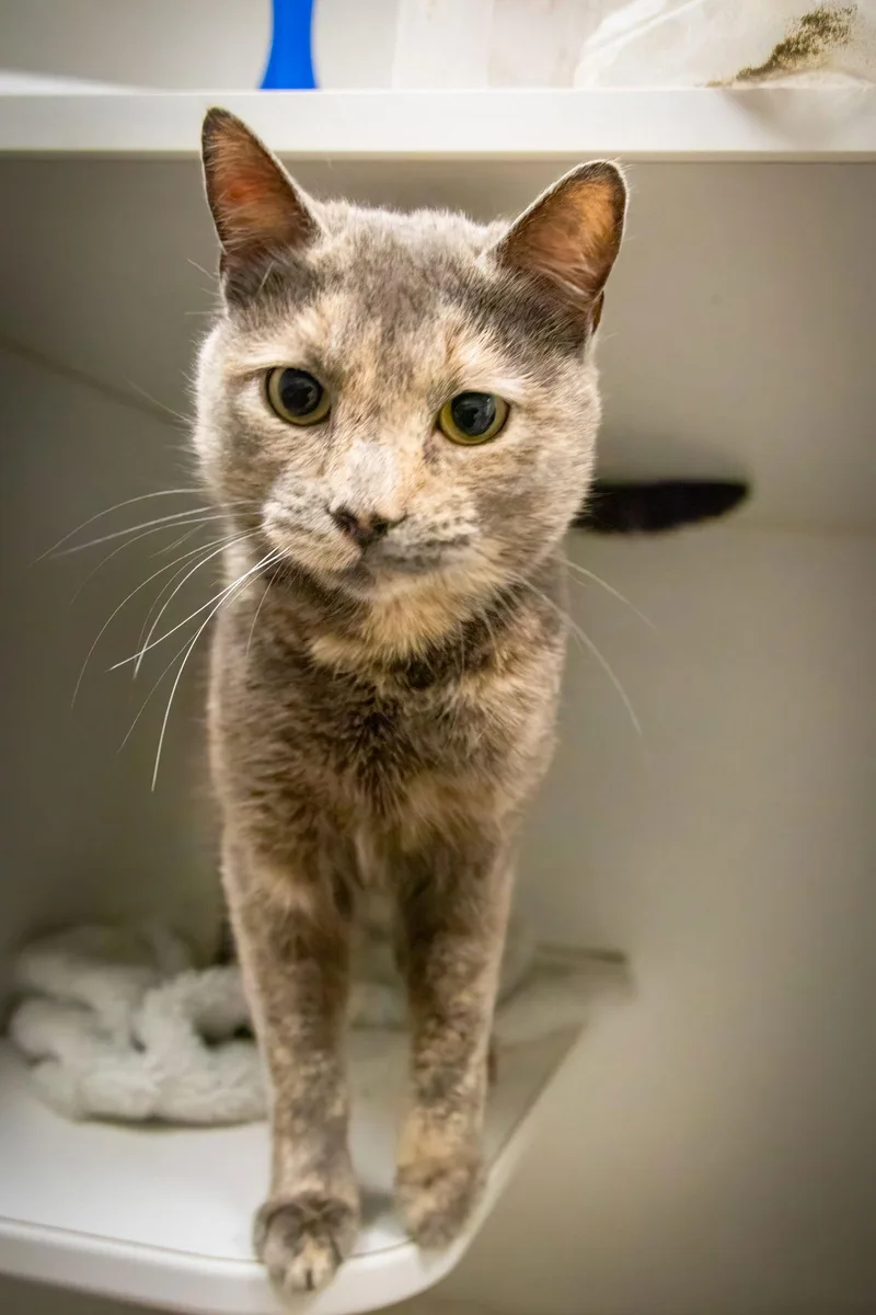 Cinnamon Toastc thumbnail 3