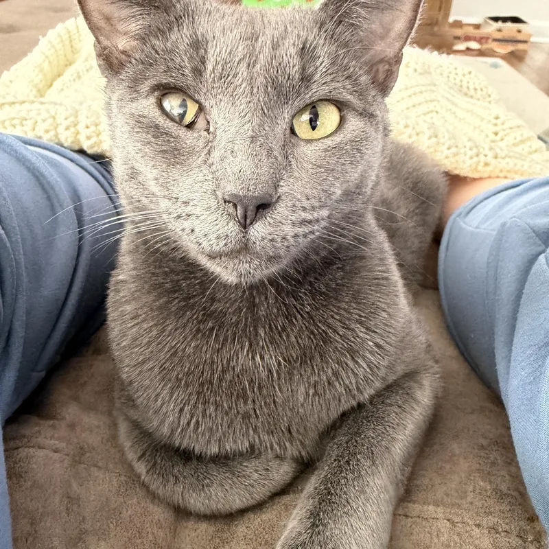 An adult medium-sized female Domestic Short Hair cat named Clarabelle for adoption in Pickerington, OH