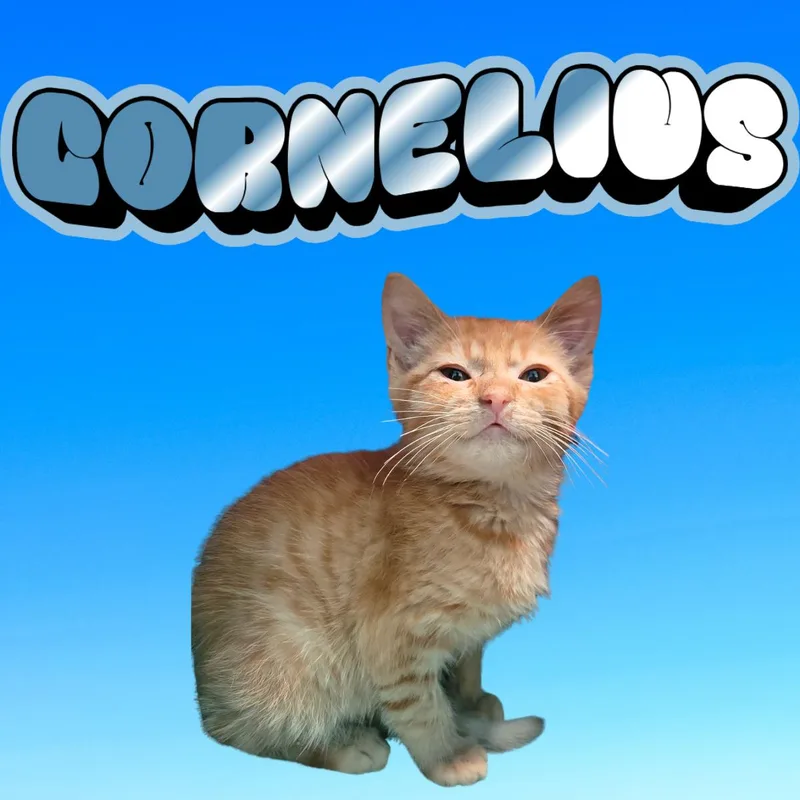 Cornelius